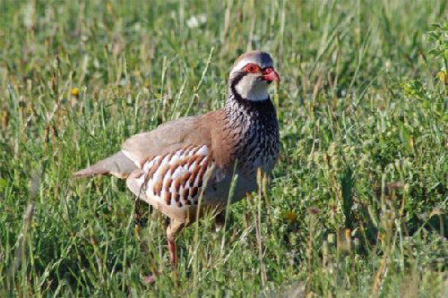 Piden la defensa de la carne de caza tras el informe de Sanidad