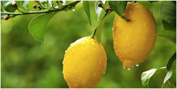 En CajaNature encontramos los mejores limones ecológicos