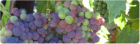 El 14% de la viña y el 11% de cereal de la Comunitat Valenciana ya se cultiva en producción ecológica