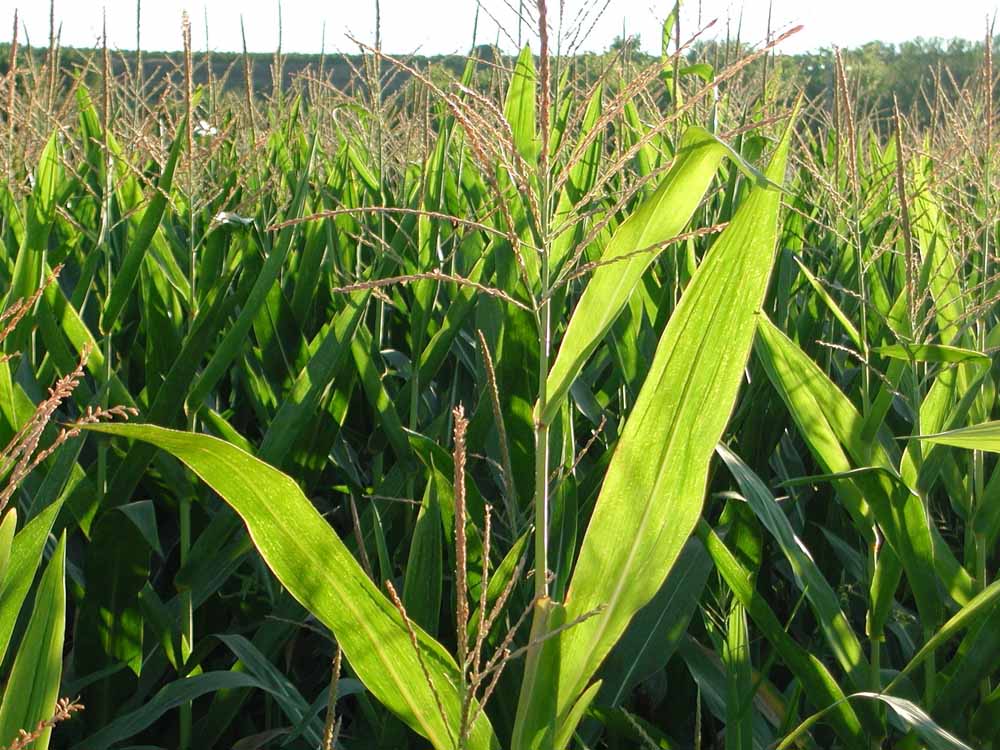 Ecologistas piden que se declare a Doñana Espacio libre de cultivos transgénicos