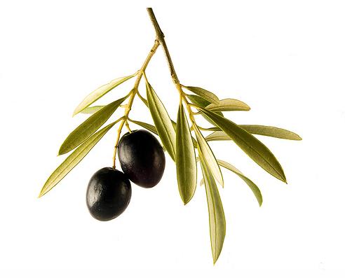 Se construye la primera almazara ecológica de Castilla y León