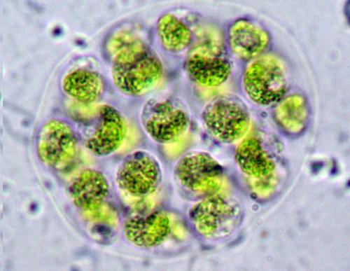 Desarrollan un nuevo biofertilizante a partir de microalgas