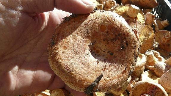 Aprovechamiento micológico del Parque Natural Sierra de Baza