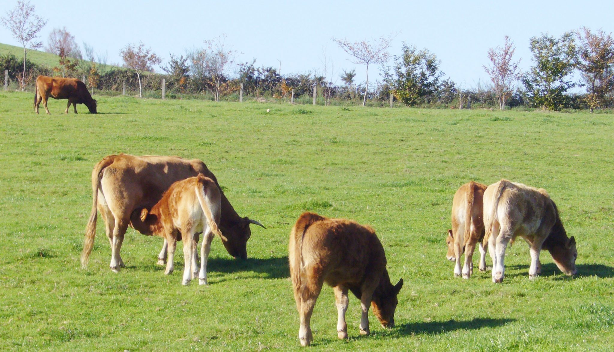 La homeopatía y fitoterapia entran en la sanidad del ganado ecológico
