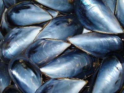 Recolectada en Vilanova (Pontevedra) la primera partida de mejillón gallego con el certificado de "ecológico"