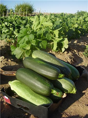 El Ayuntamiento de Arrasate-Mondragón inaugura las huertas ecológicas de Garagarza