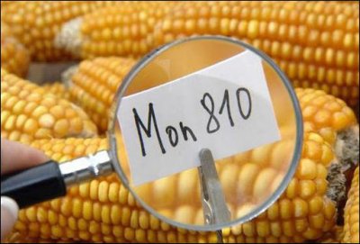 España ‘impasible’ ante el riesgo de contaminación transgénica