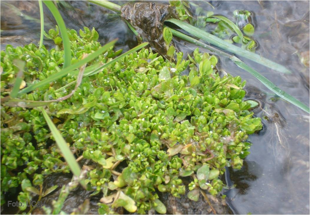 Investigan vegetales y hongos silvestres comestibles en la comarca de la Sierra de Ávila