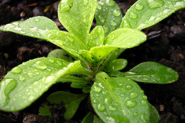 “Cabaña del Retiro”