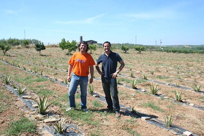 Jóvenes de Aznalcázar introducen el cultivo de aloe vera ecológico en la comarca con el apoyo de ADAD