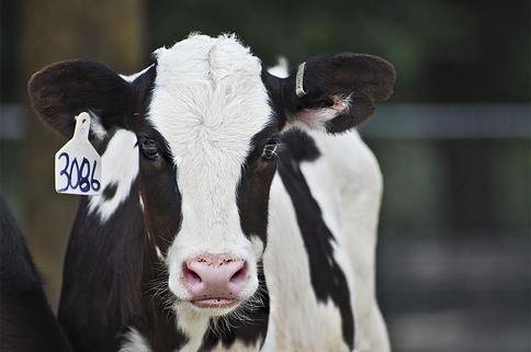 Cantabria cuenta con el 4% de las industrias de agricultura ecológica