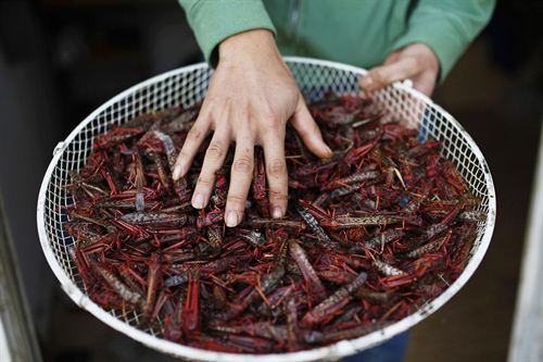La FAO propone la cría de insectos