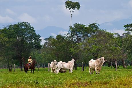 Variedades tradicionales o transgénicas