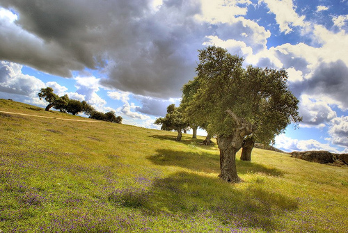 Arranca un proyecto internacional para salvar la dehesa