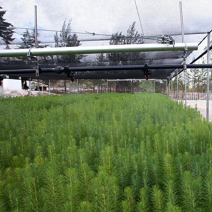 Conservan las variedades de vid Garnacha de Navarra con un banco de germoplasma
