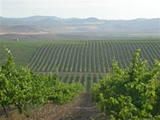 Abierto el plazo para pedir plantar viñedos en la zona de DO Rioja