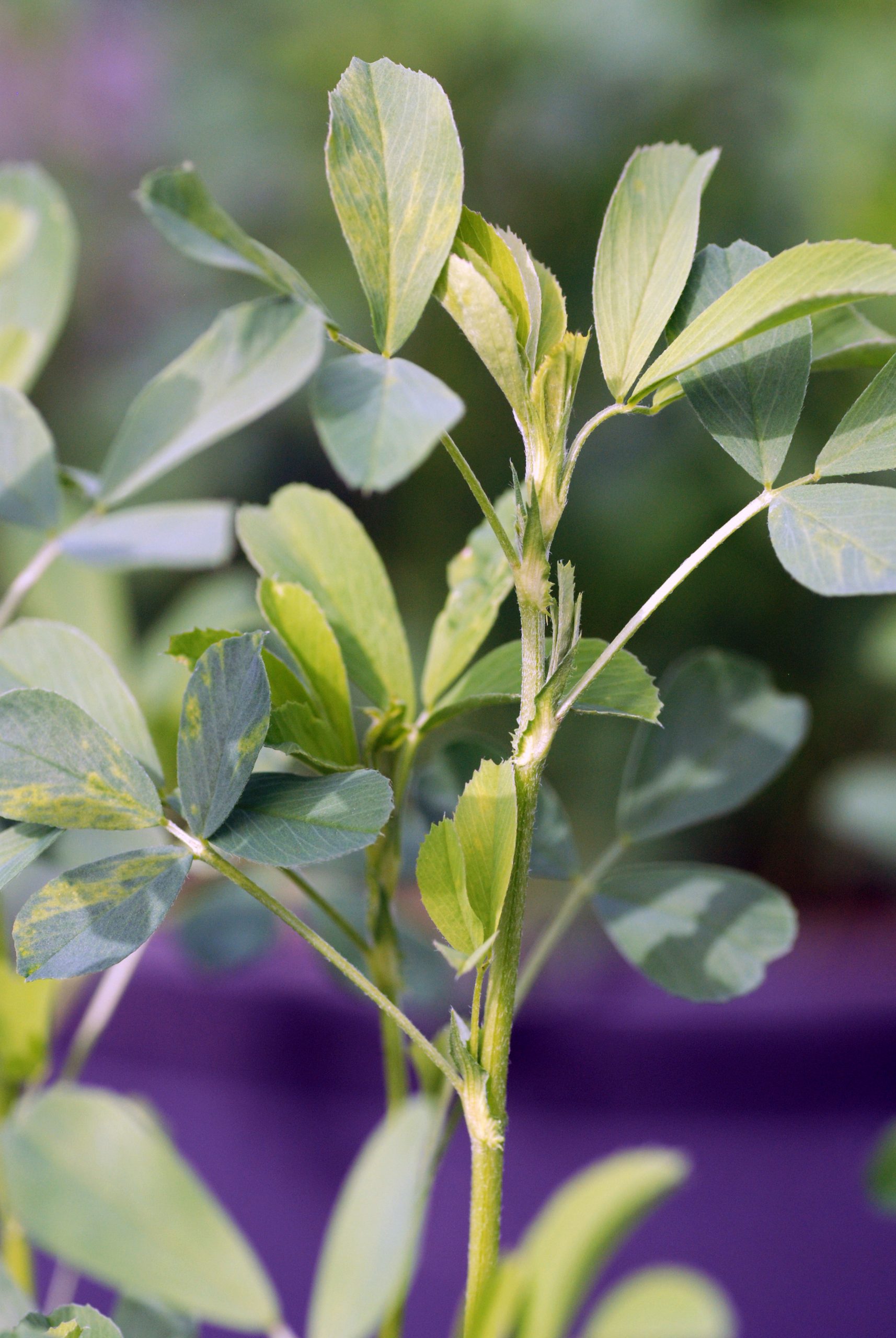 El Departamento de Ciencia Tecnología y Universidad investiga para conseguir un control más eficaz y racional de la enfermedad del virus mosaico de la alfalfa
