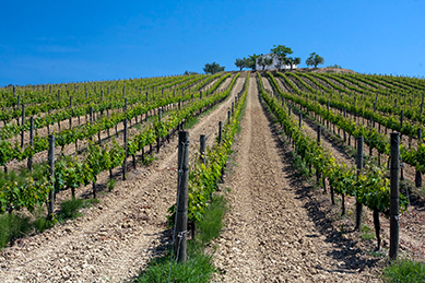 La agricultura ecológica y la estrategia
