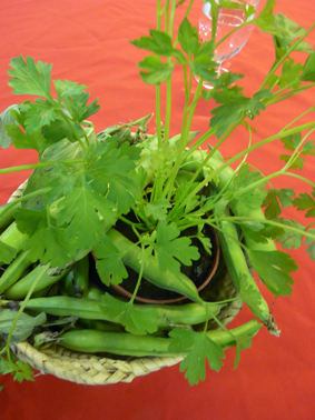 Plantas medicinales exigimos que sean ecológicas