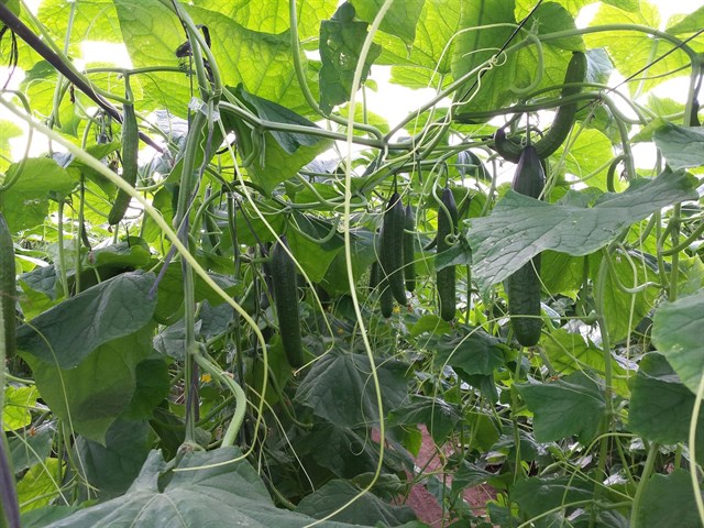 Cs pide que la Junta instale el código QR en los productos hortofrutícolas andaluces