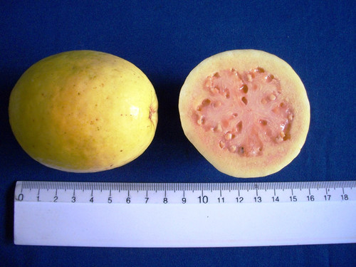 Conoce la variedad de guayaba con mayor contenido de vitamina C