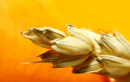 La producción global de cereales deberá incrementarse un 70% para 2050