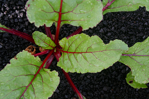 La agricultura sostenible será el eje de la feria Sima 2011
