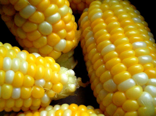 Una plataforma gallega presenta una denuncia ante la "falta de transparencia" de las administraciones sobre transgénicos