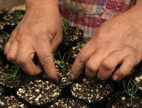 Quieren acabar en el siglo XXI con la biodiversidad agrícola y la agricultura campesina