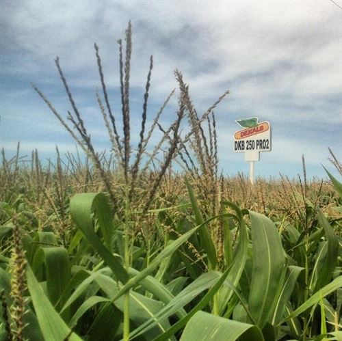 Monsanto ‘contraataca’ furibundamente