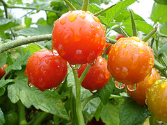 Recesión afecta también a cultivos orgánicos