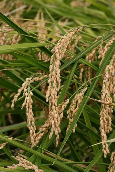 Conoces la Semilla de Oriza Sativa ecológica de Calasparra