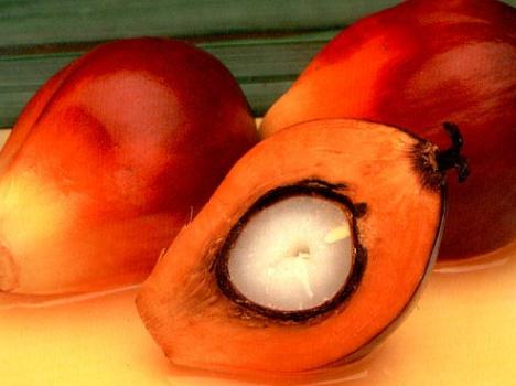 Natra se compromete a que todo el cacao y el aceite de palma adquirido sea de origen sostenible en 2020