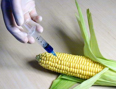 Creciente oposición a los cultivos transgénicos promovidos por Monsanto