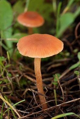 Curso para iniciarse en la micología