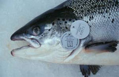 La UE impulsará la acuicultura orgánica