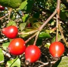 Patentan las propiedades antioxidantes del extracto de rosal silvestre en productos alimenticios