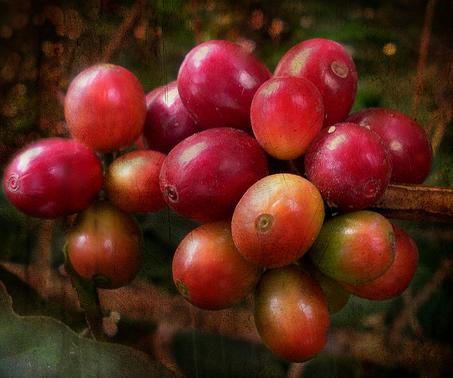 Sara Lee registra volúmenes de café sostenible