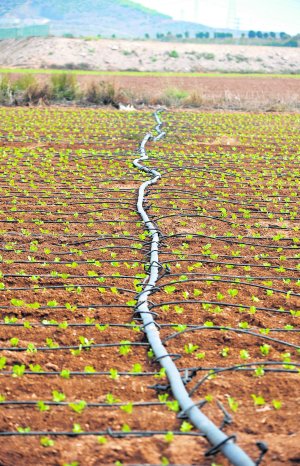Menos pesticidas o menos regadíos