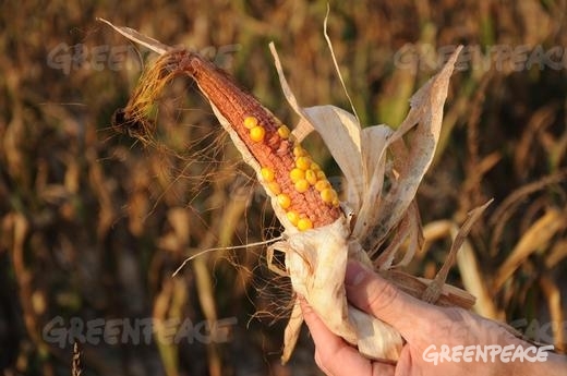 Los cultivos transgénicos tolerantes a herbicidas