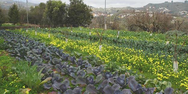 Murcia se adelanta a las exigencias europeas sobre protección de cultivos contra plagas