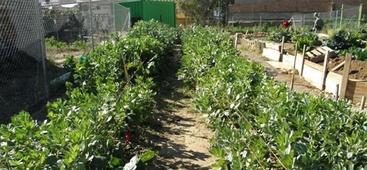 Un huerto urbano en cada distrito es lo que quiere ‘Málaga para la Gente’