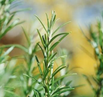 El poder de las plantas
