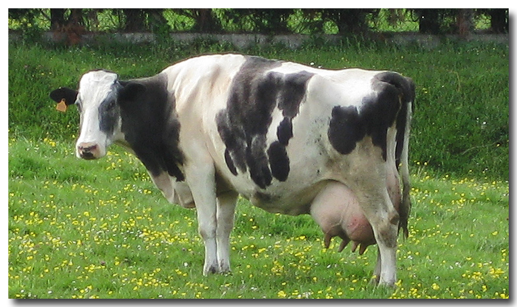 La leche ecológica es más nutritiva