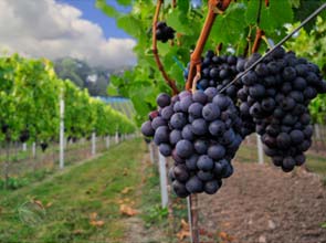 Green is the new organic in wines