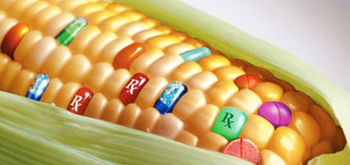 España incumple la directiva de transgénicos