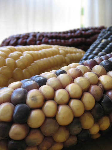 El Ministerio de Agricultura organiza unas jornadas encaminadas a favorecer la imagen de los transgénicos con el apoyo del Gobierno de EEUU y la industria