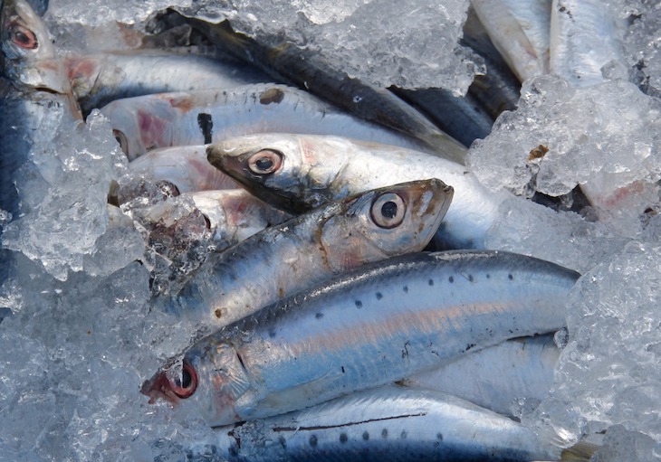 Sardinas: vitales para prevenir Diabetes tipo II