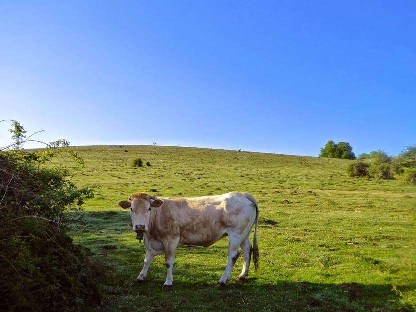 Certificación ecológica para el ganado que pasta en Urbasa y Andia