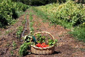 El PP extremeño ‘saca pecho’ con la expansión de la agroganadería ecológica
